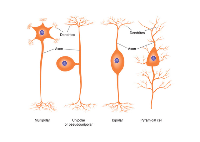 Stock image showing four types of neurons based on their function. used in the “What Is A Neuron And What Is Its Role In The Nervous System” blog post.​