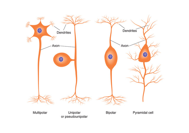 Stock image showing four types of neurons based on their function. used in the “What Is A Neuron And What Is Its Role In The Nervous System” blog post.