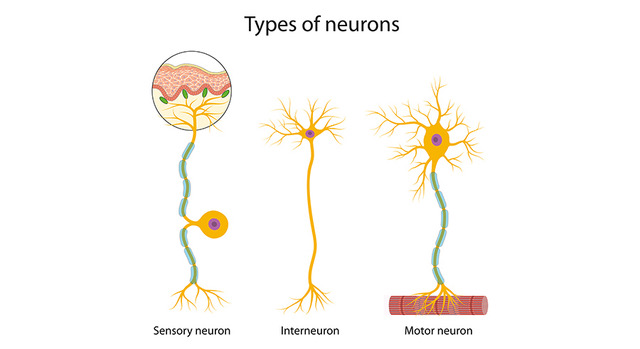 Stock image showing three types of neurons based on their function..