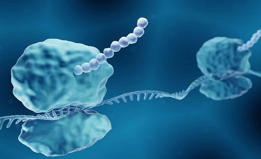 Stock illustration showing the protein synthesis.​
