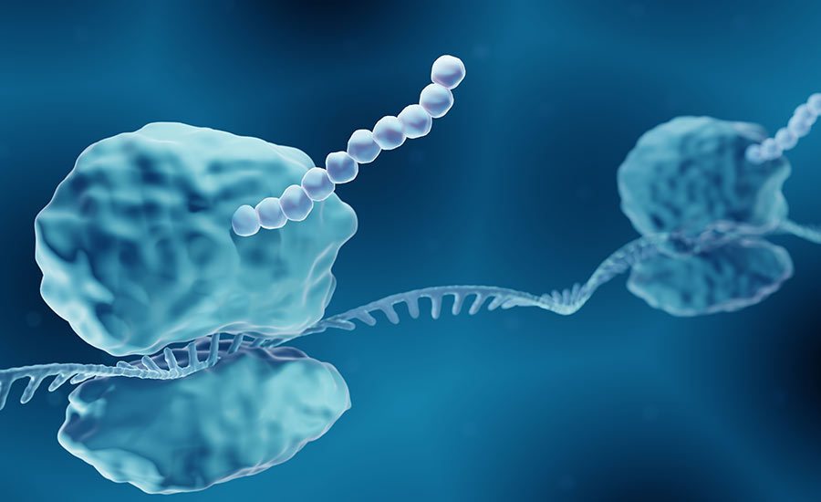 Stock illustration showing the protein synthesis.