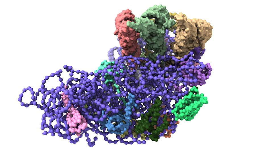 A 3D stock illustration showing a ribosome structure.