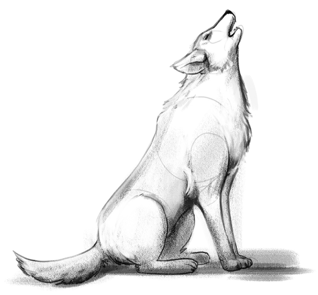 The part below the wolf’s body is also shaded.