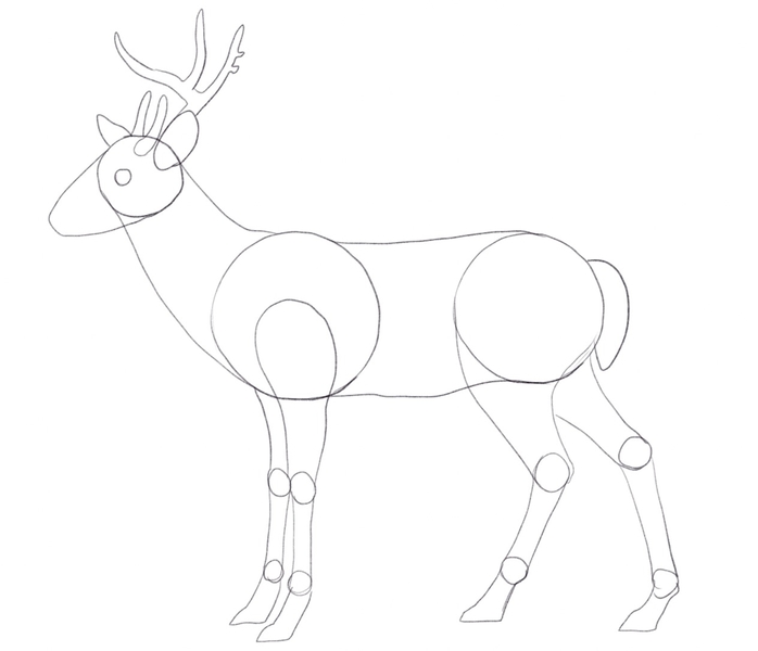 Deer’s left antler outlined.​