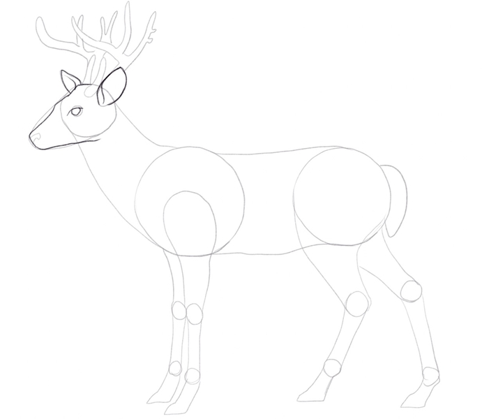 Enhanced lines on the deer’s head.​