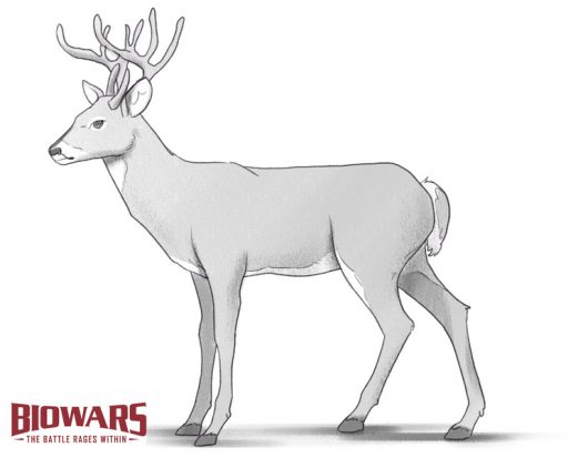 Deer Drawing Guide 7 Steps For Beginners Video Images Deer Drawing Hero Image 521x413