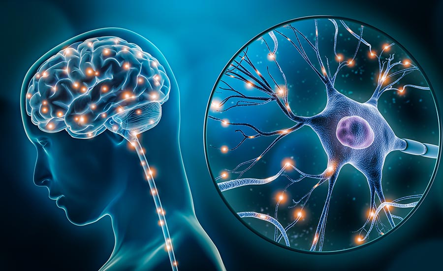 autonomic vs somatic nervous system hero image