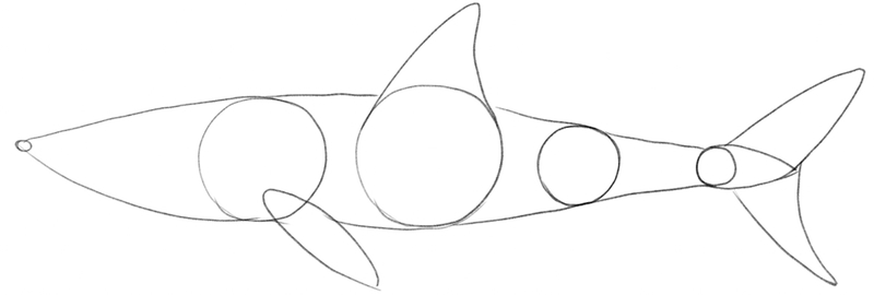 Outline of the shark’s body.​