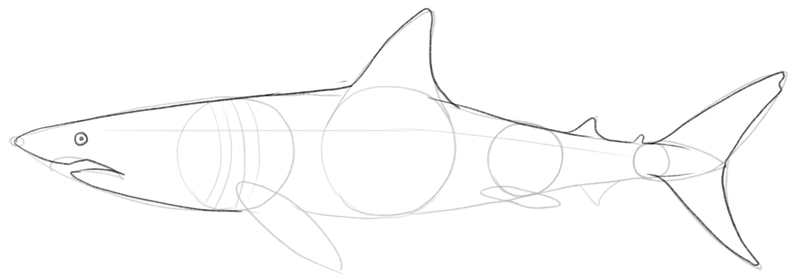 Shark’s caudal fin and front part outlined.​
