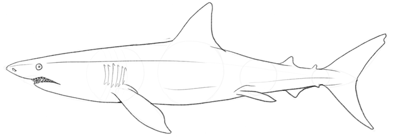 Finished shark outline.​