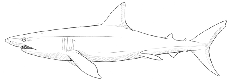 Softly shaded shark’s belly and chest.​