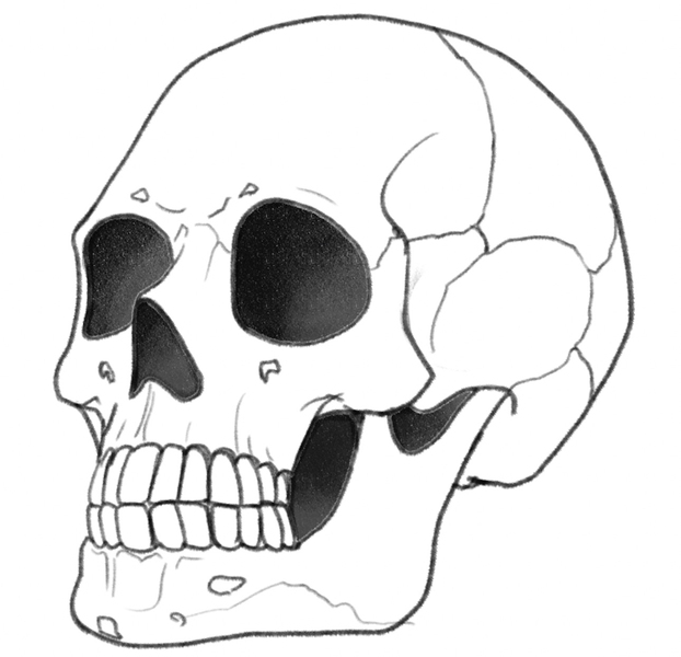 Shaded eye sockets and the nose bone.​