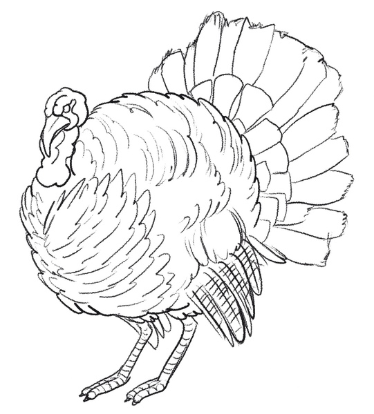 Details and feathers added to the turkey’s body.​