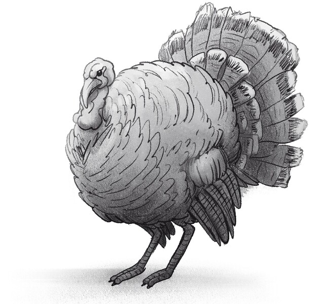 Finished turkey drawing.