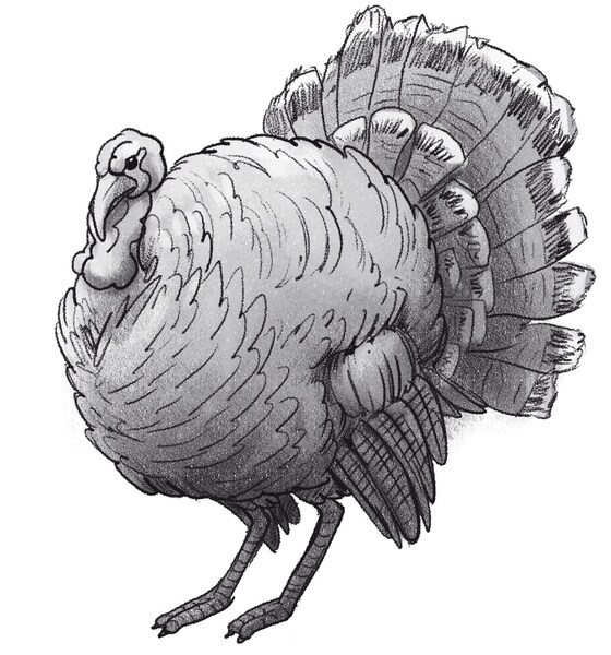 Shaded turkey drawing.​