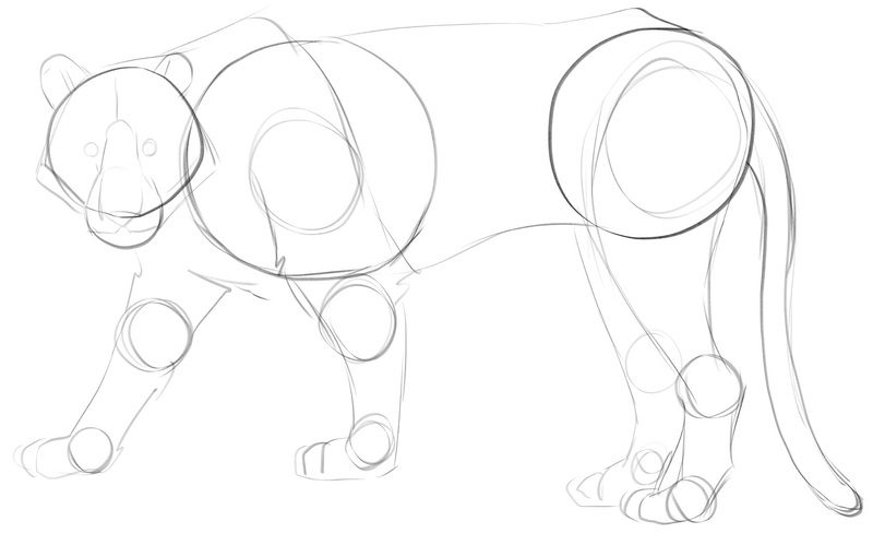 Tail added to the outline of the tiger’s body.​