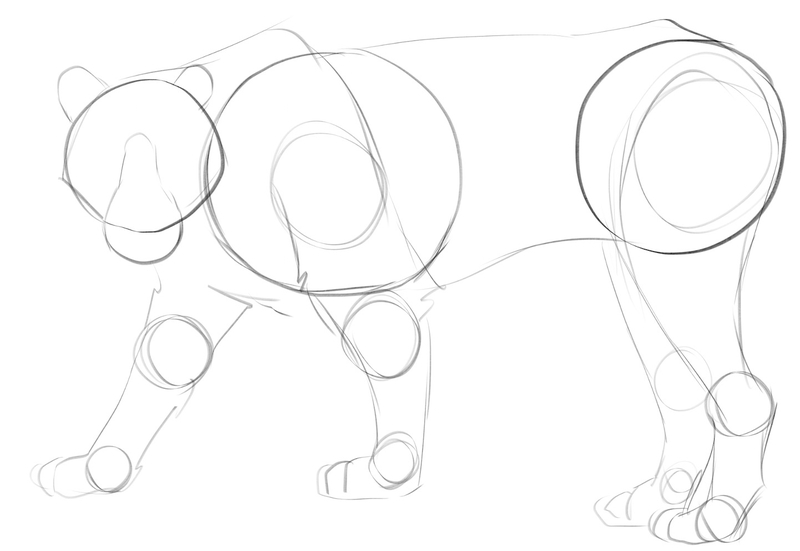 Outline of the tiger's body.