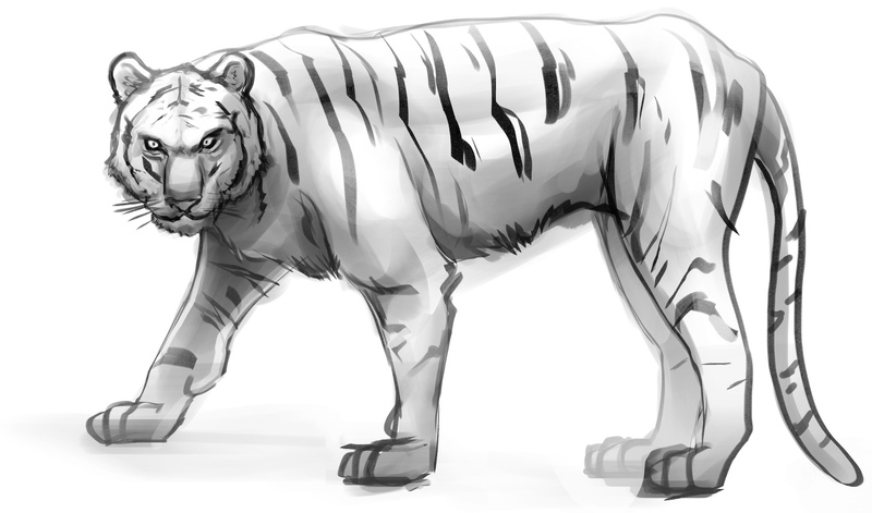 Finished drawing of the tiger’s body.​