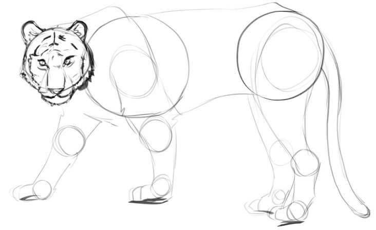 Tiger Drawing In 5 Easy Steps [Video + Images]