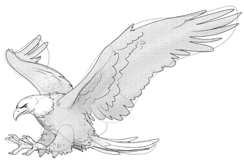 Shaded wings, chest and feet of the eagle.