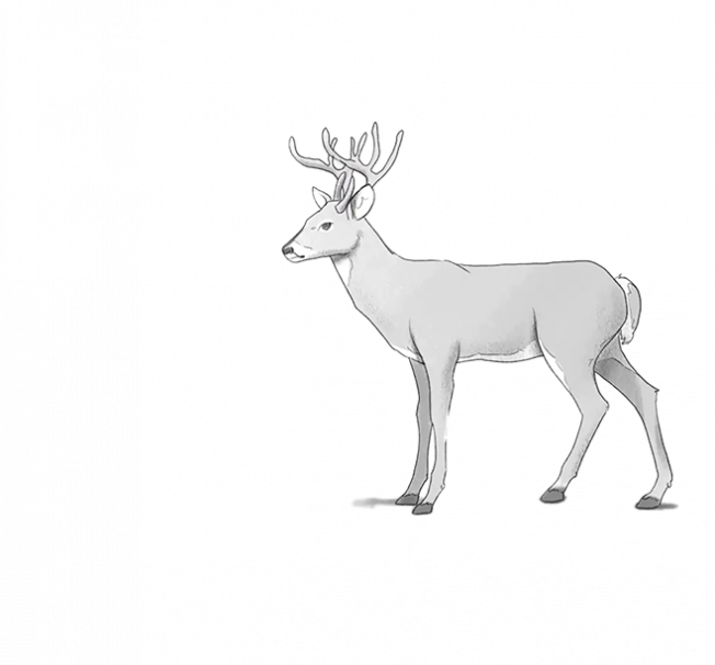 htd deer